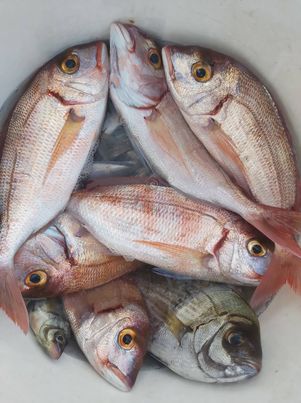 Karagöz ve Mercan ortaya karışık balık avı Resim